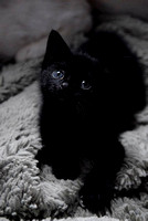 black kitten2