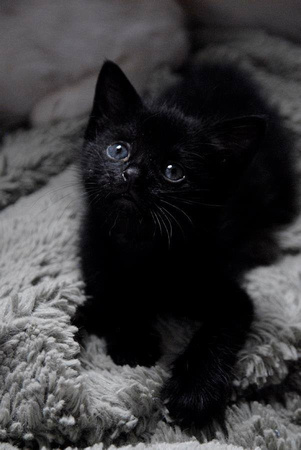 black kitten2
